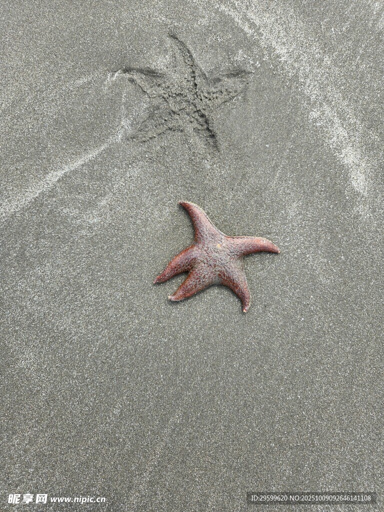 沙灘上的粉色海星