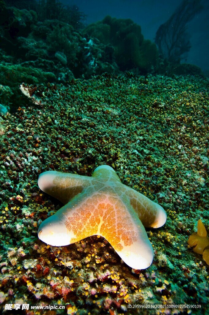 海底海星特寫