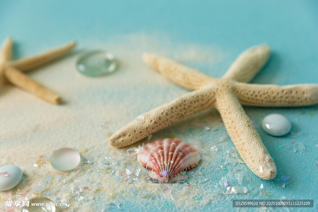 海邊海星貝殼等海洋小物