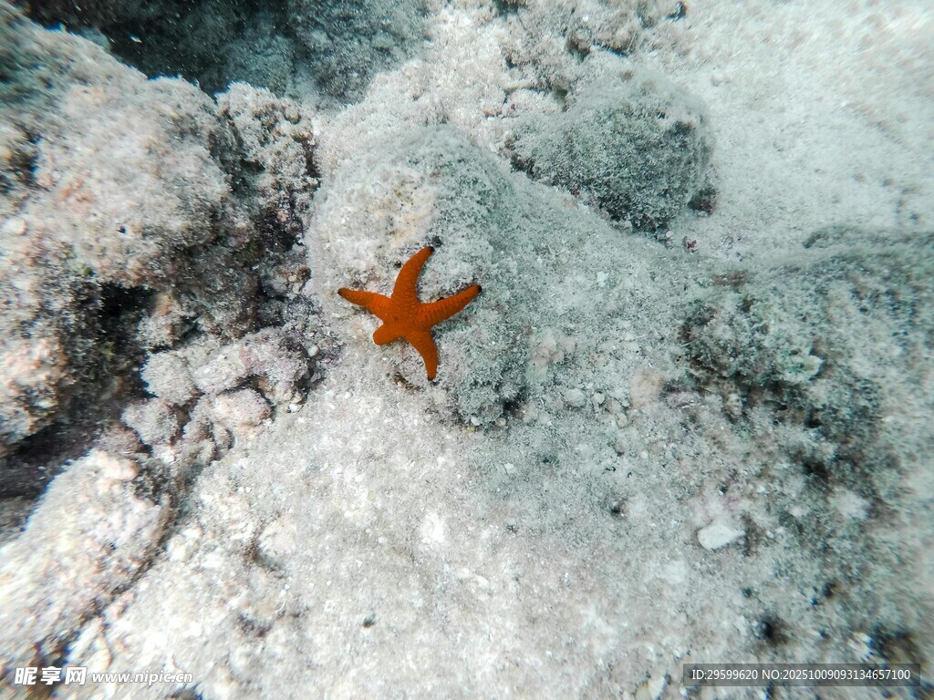 海底的橙色海星