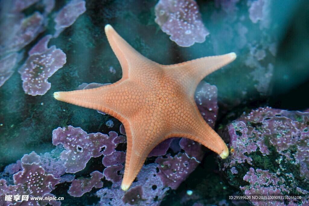海底的橙色海星