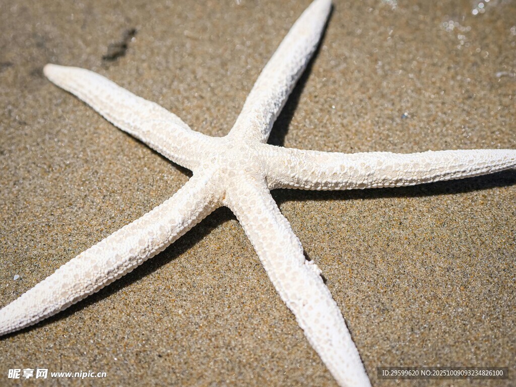 沙灘上的白色海星
