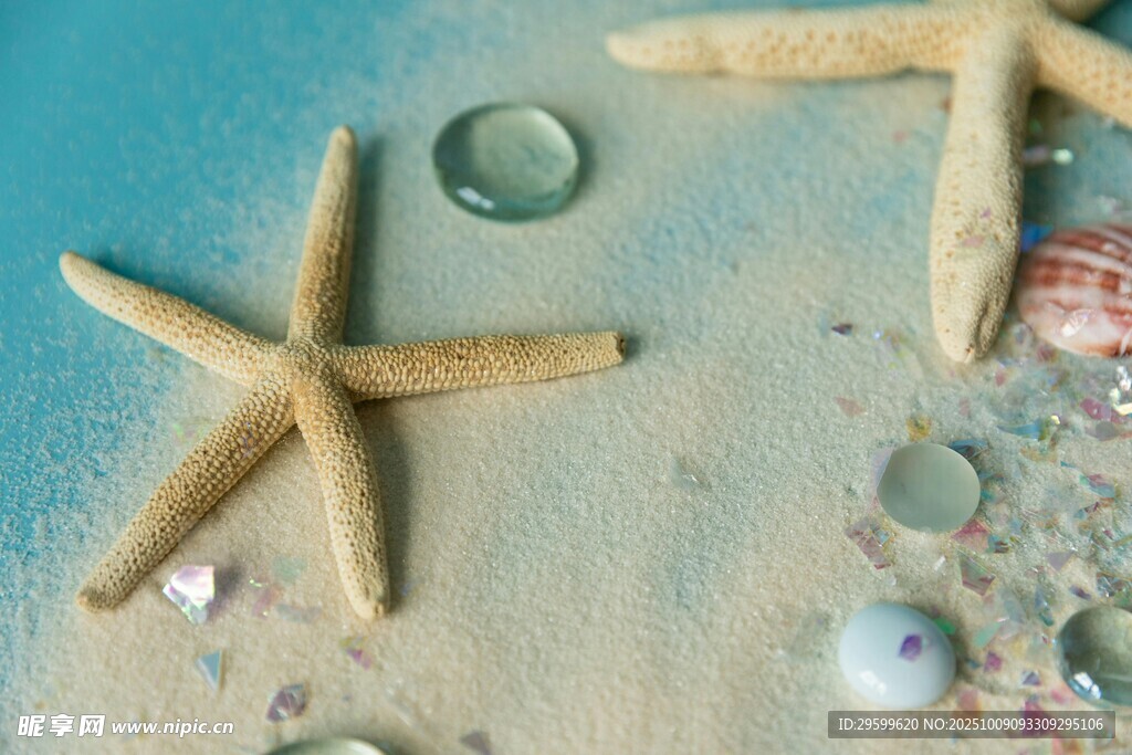 沙灘上的海星與貝殼