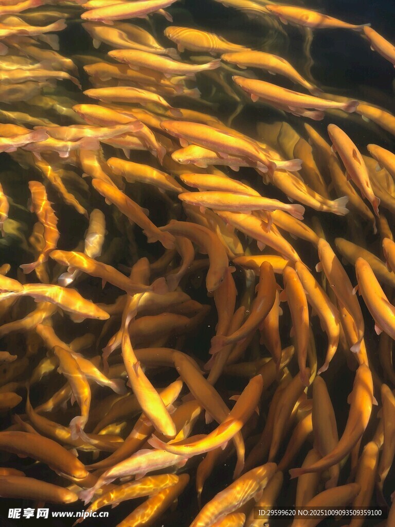 群魚水中游
