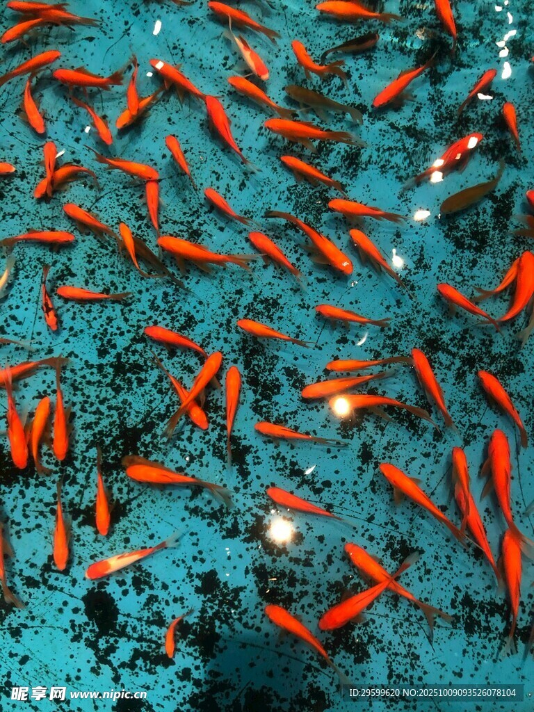水中暢游的紅色小魚群