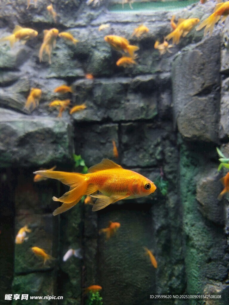 金魚在假山間暢游