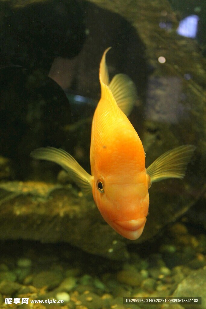 橙黃色觀賞魚(yú)在水中游動(dòng)