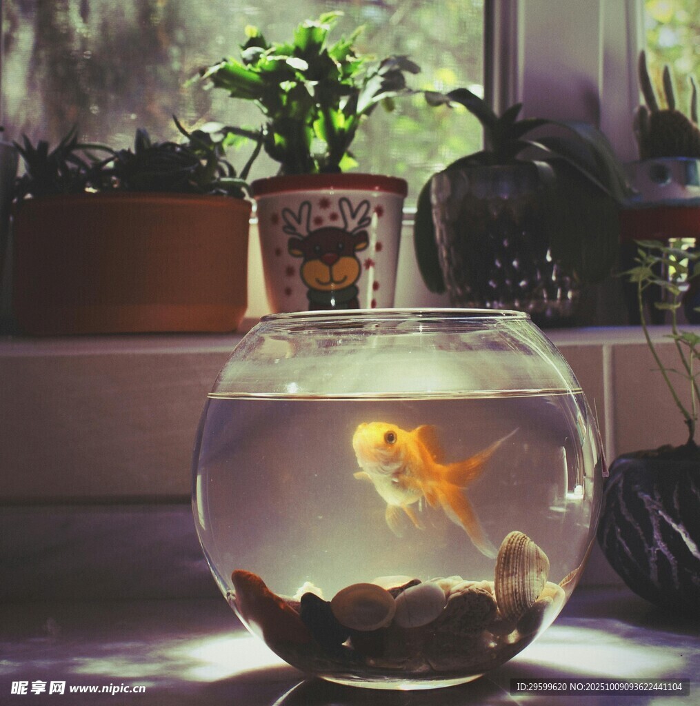 玻璃魚(yú)缸中的靈動(dòng)金魚(yú)