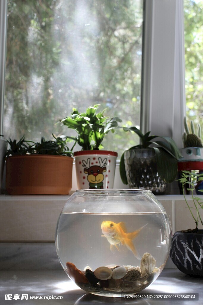 窗邊魚缸與綠植的愜意時(shí)光