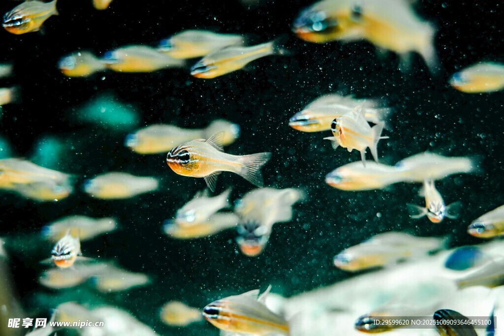 群魚暢游的水下靈動瞬間