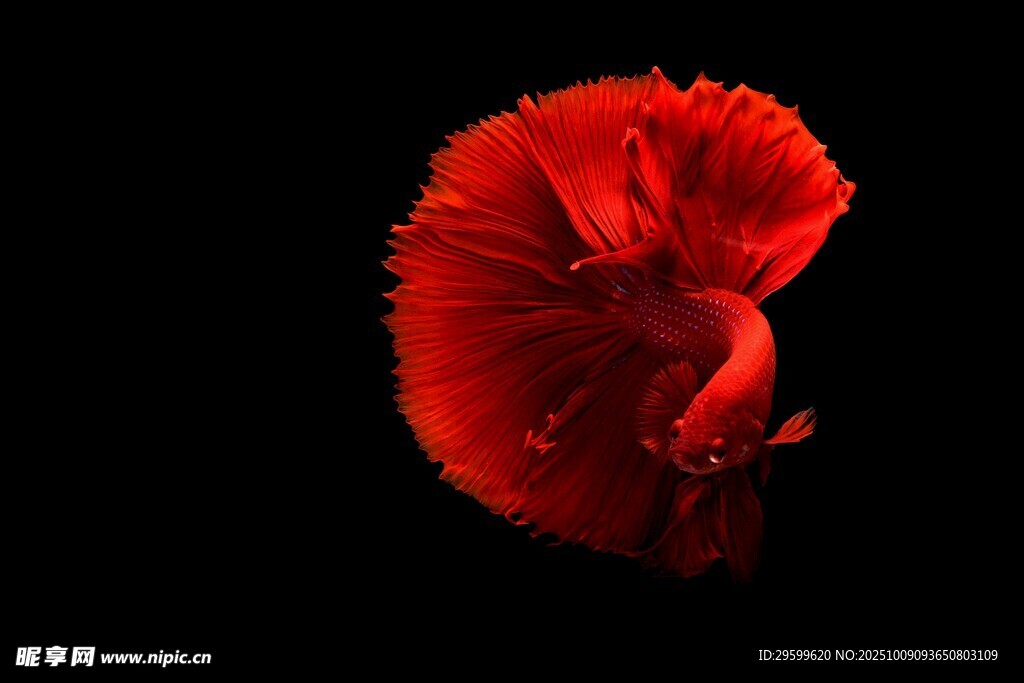 紅色斗魚特寫