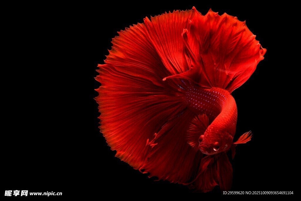 艷麗紅斗魚 