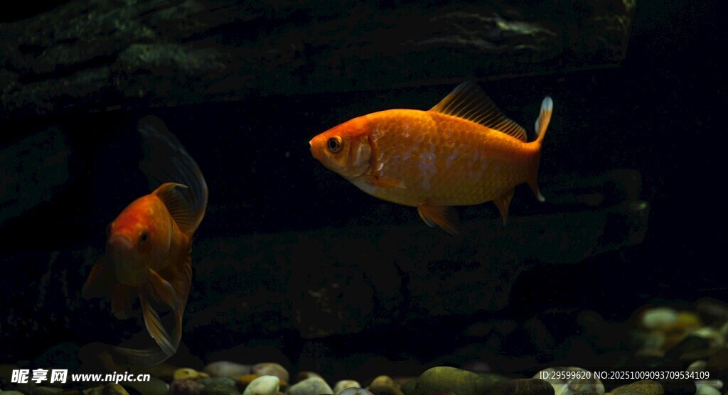 水中暢游的兩只橙色金魚