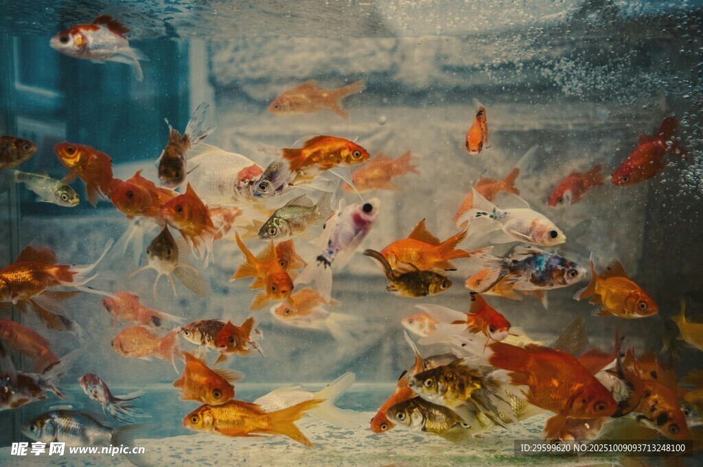 靈動(dòng)金魚(yú)在水中嬉戲