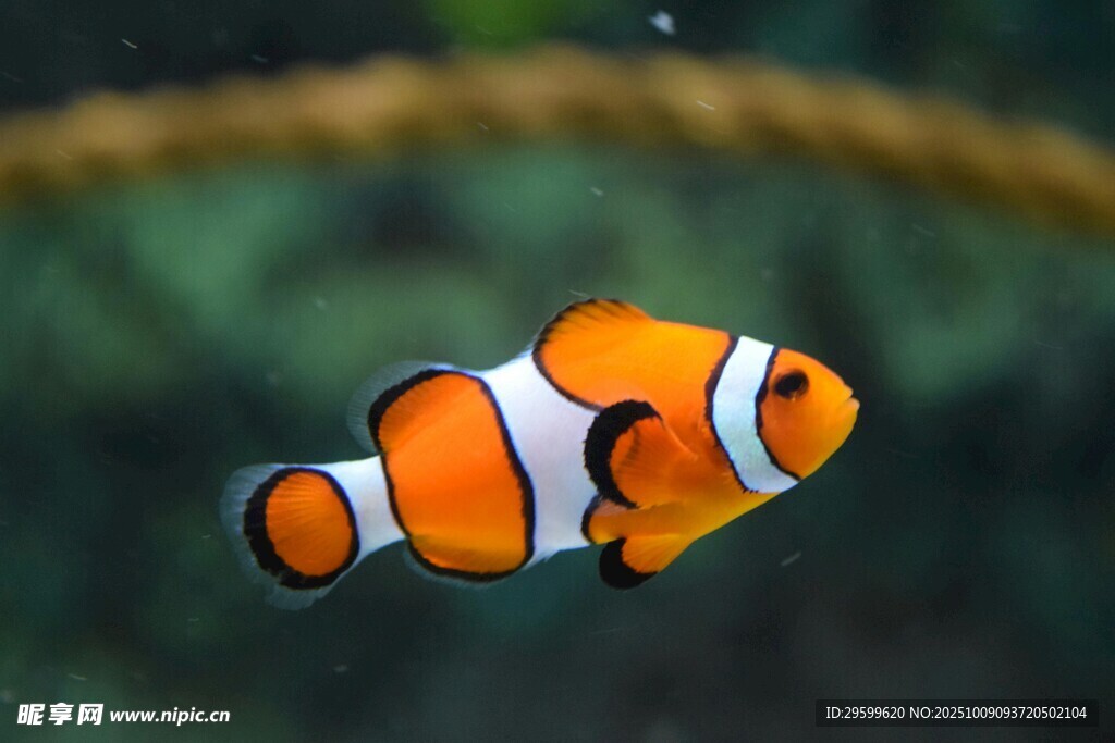 可愛小丑魚在水中游動
