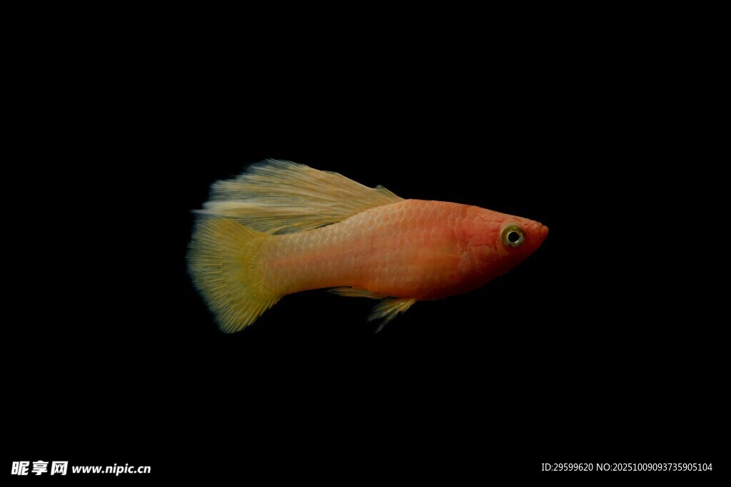 橙黃孔雀魚特寫