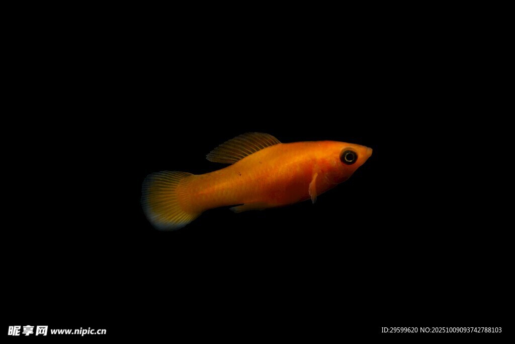 橙色小魚(yú)在黑色背景中游動(dòng)