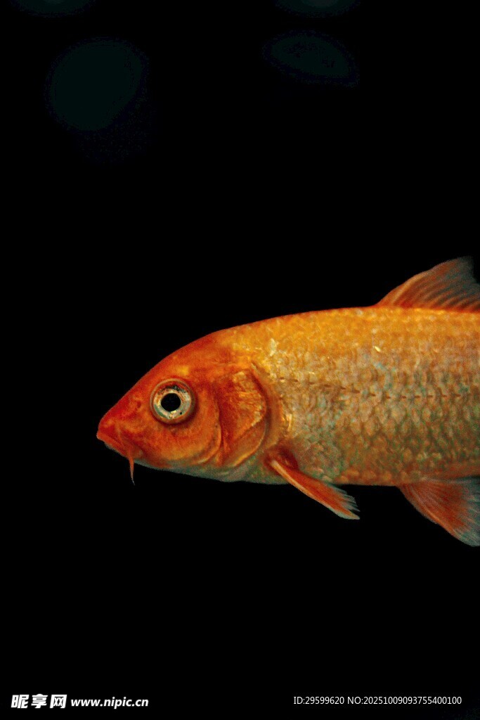 橙紅色金魚特寫