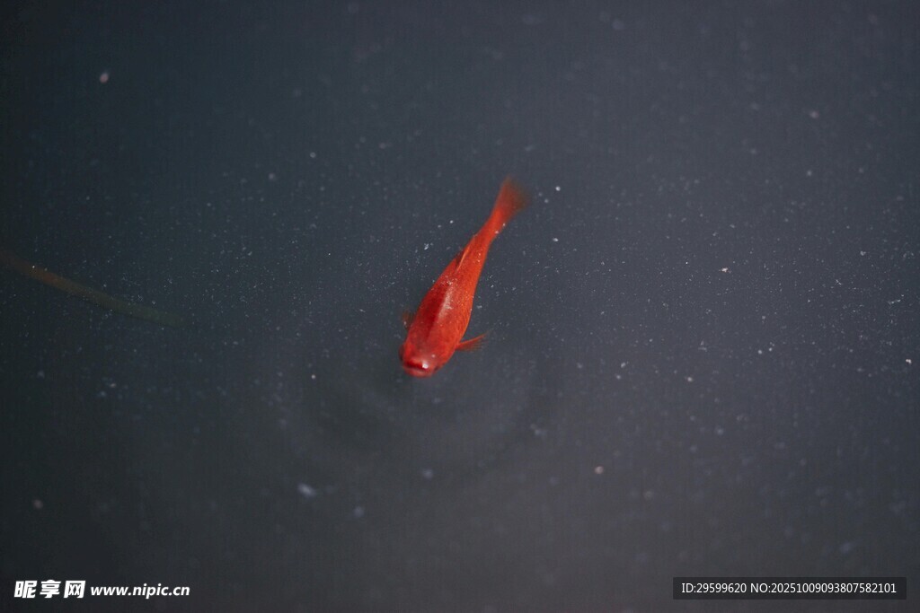 水中獨(dú)游的紅色小金魚