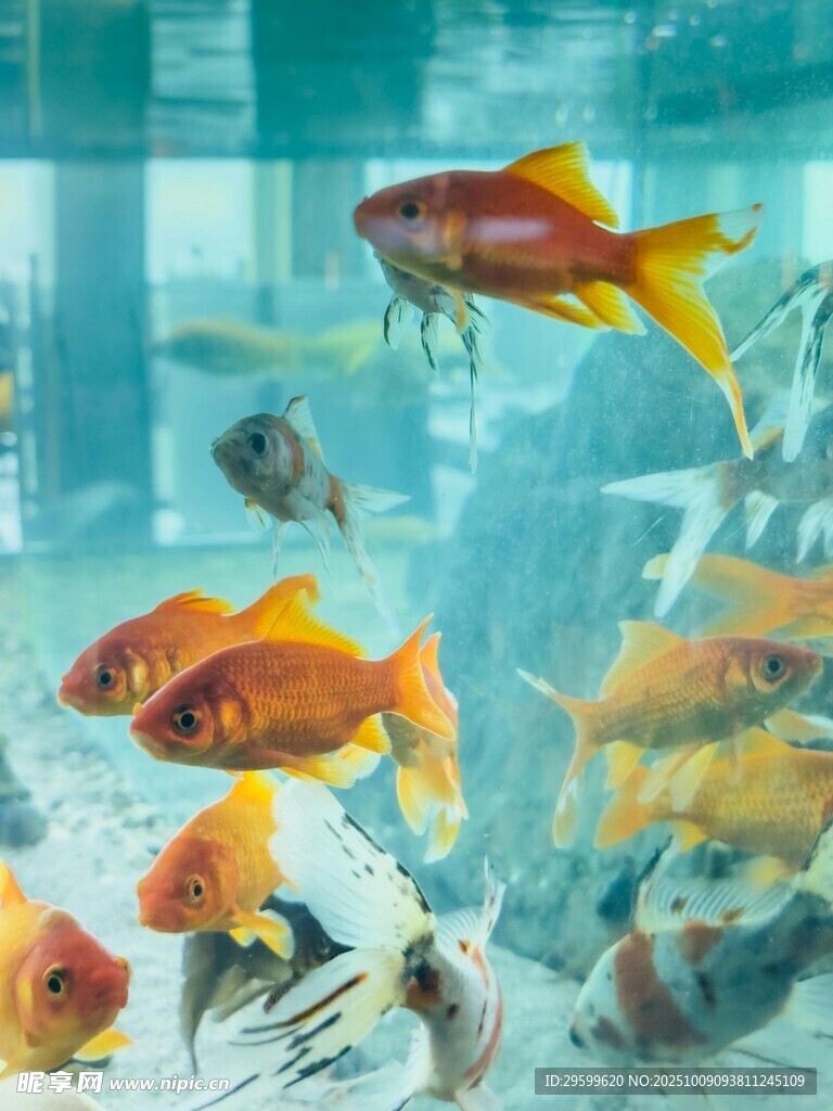 多彩金魚(yú)暢游于透明魚(yú)缸