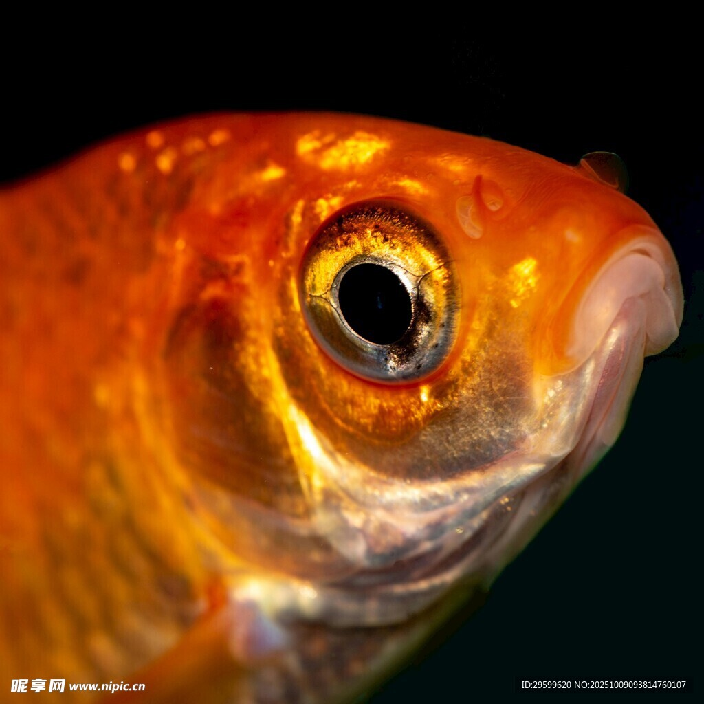 金魚特寫 