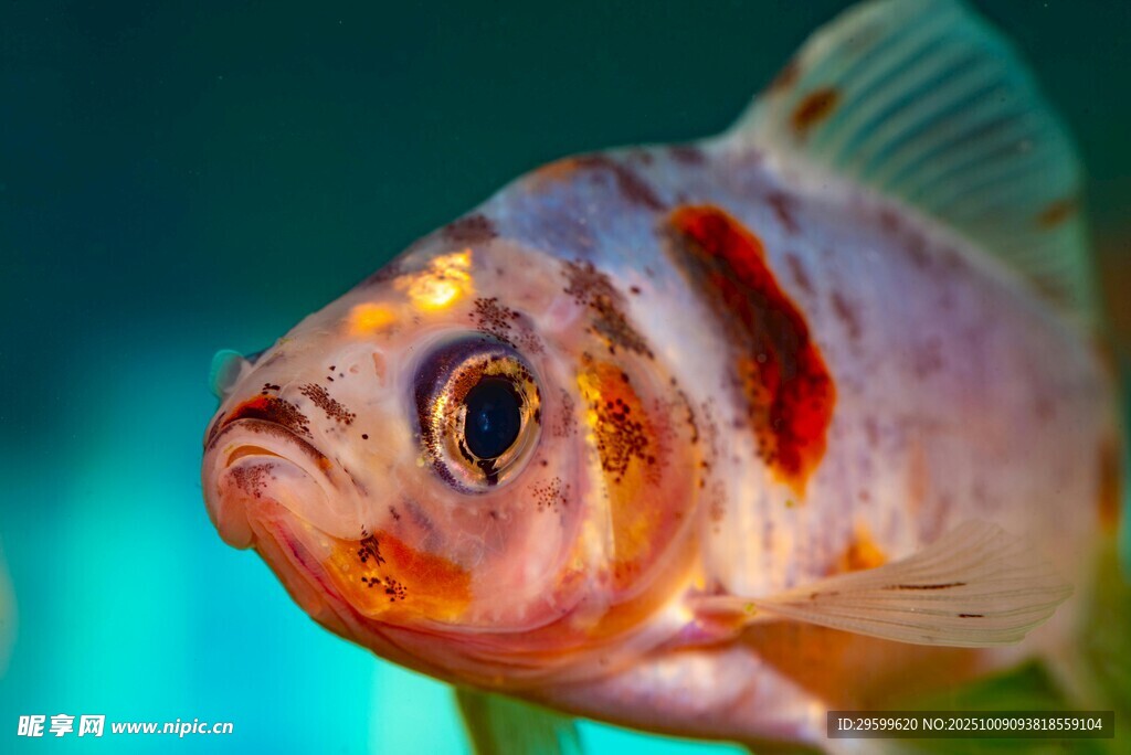 艷麗觀賞魚特寫