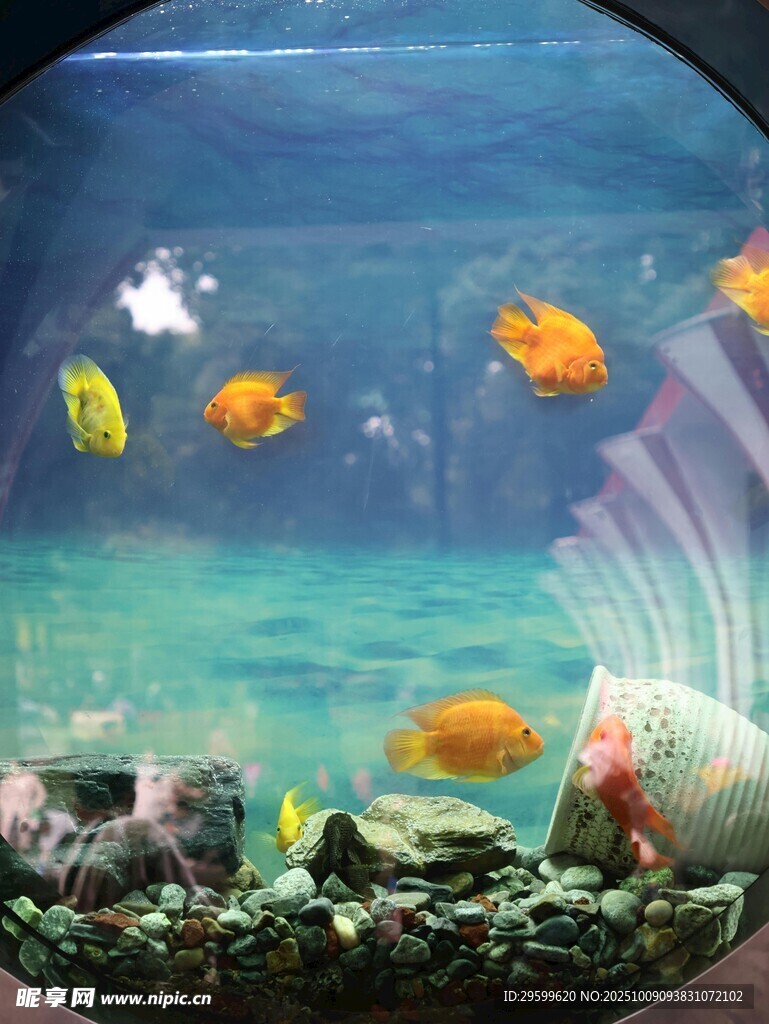 多彩魚(yú)缸內(nèi)的靈動(dòng)觀賞魚(yú)