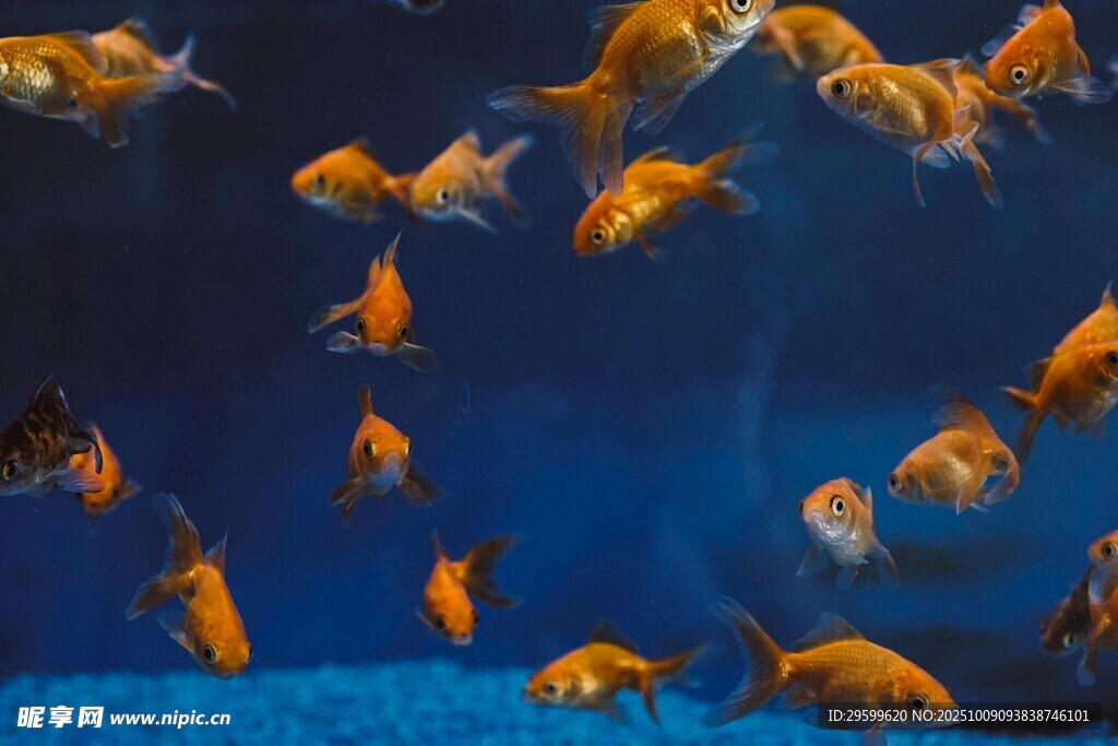 群游的金魚