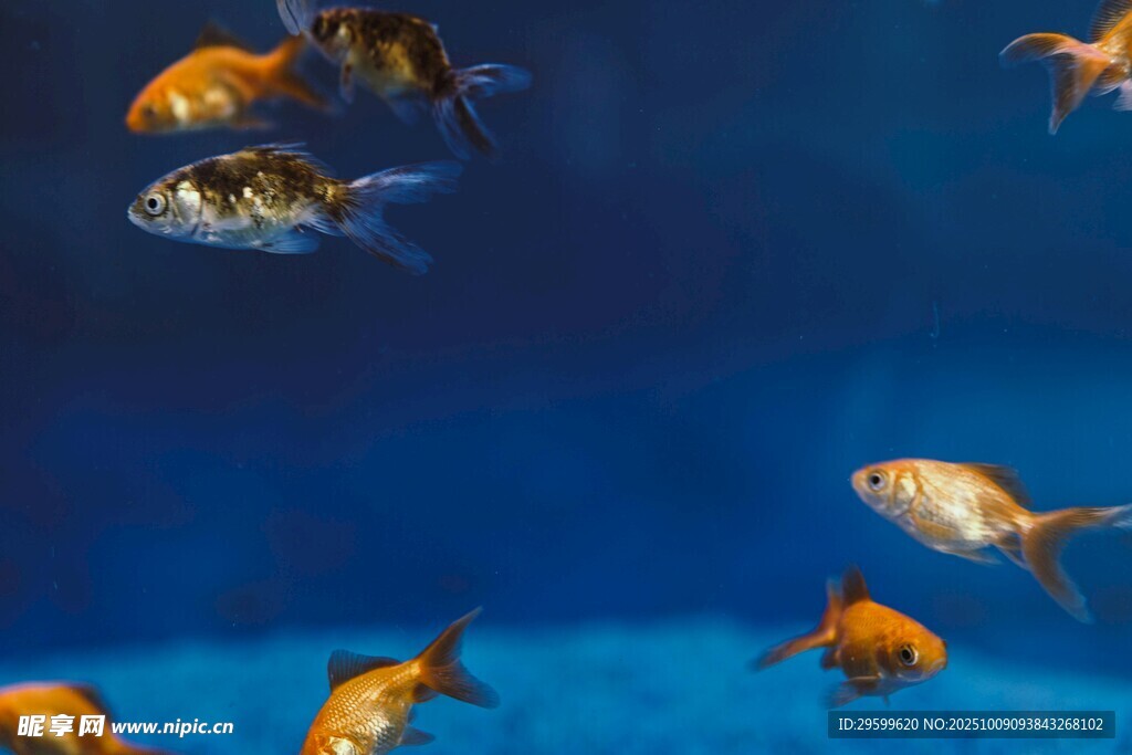 暢游的五彩金魚(yú)