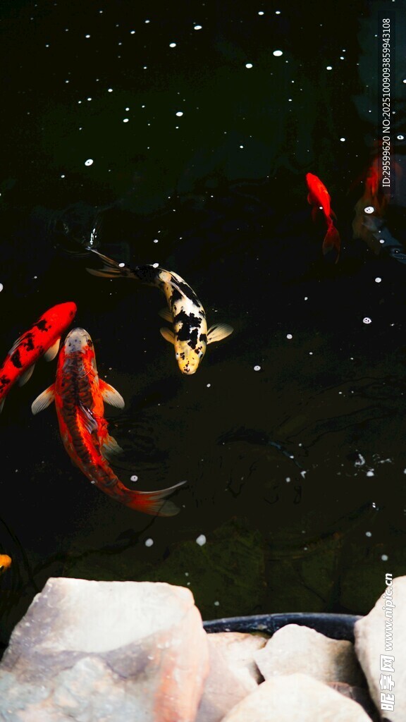 靈動(dòng)金魚游弋于水中世界