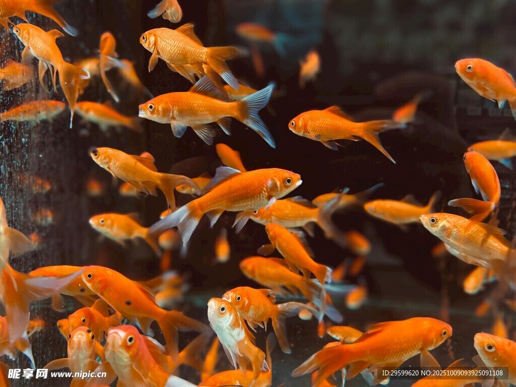 群游的橙色小魚
