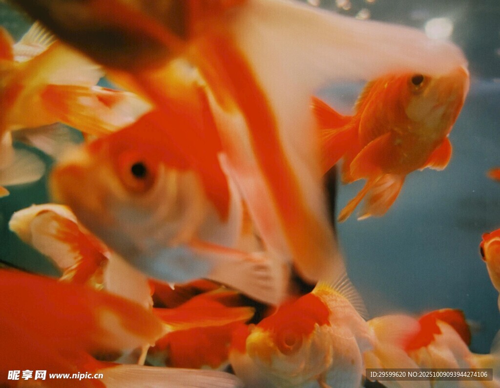 群游的美麗金魚
