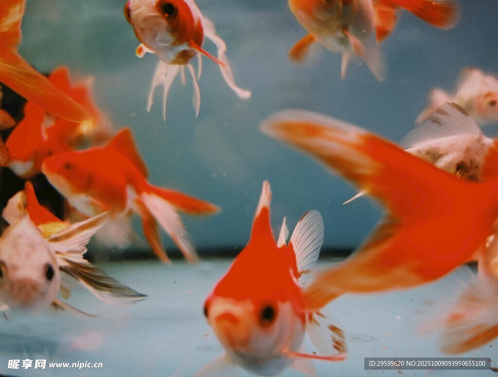 靈動金魚水中游