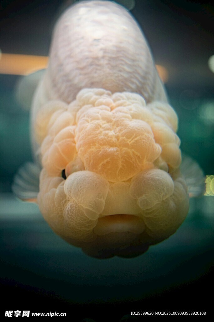 呆萌胖魚(yú)特寫