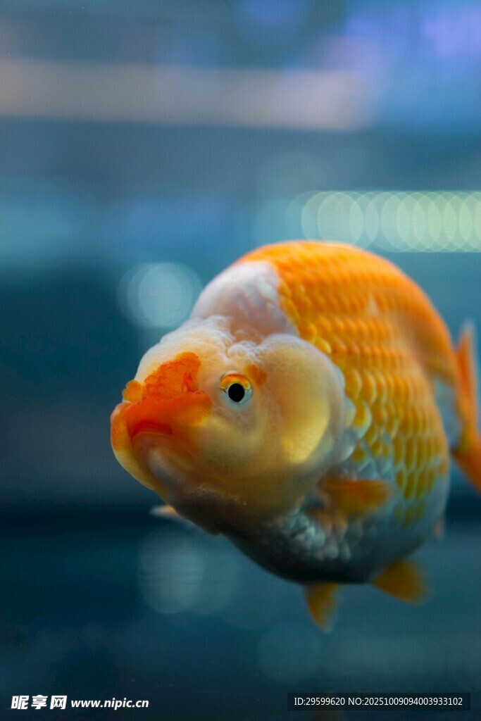 可愛金魚特寫