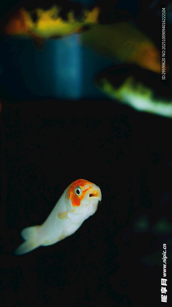 可愛(ài)橙色斑點(diǎn)小魚(yú)