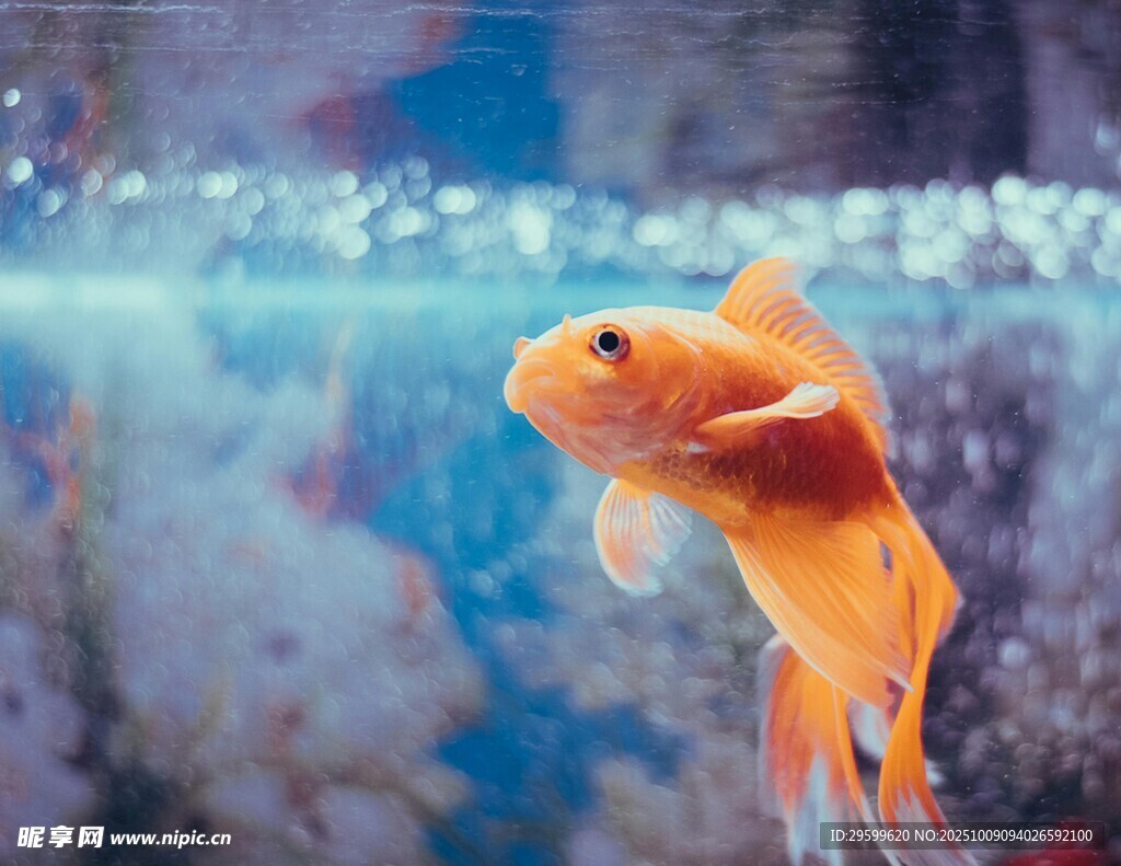 水中暢游的美麗橙色金魚