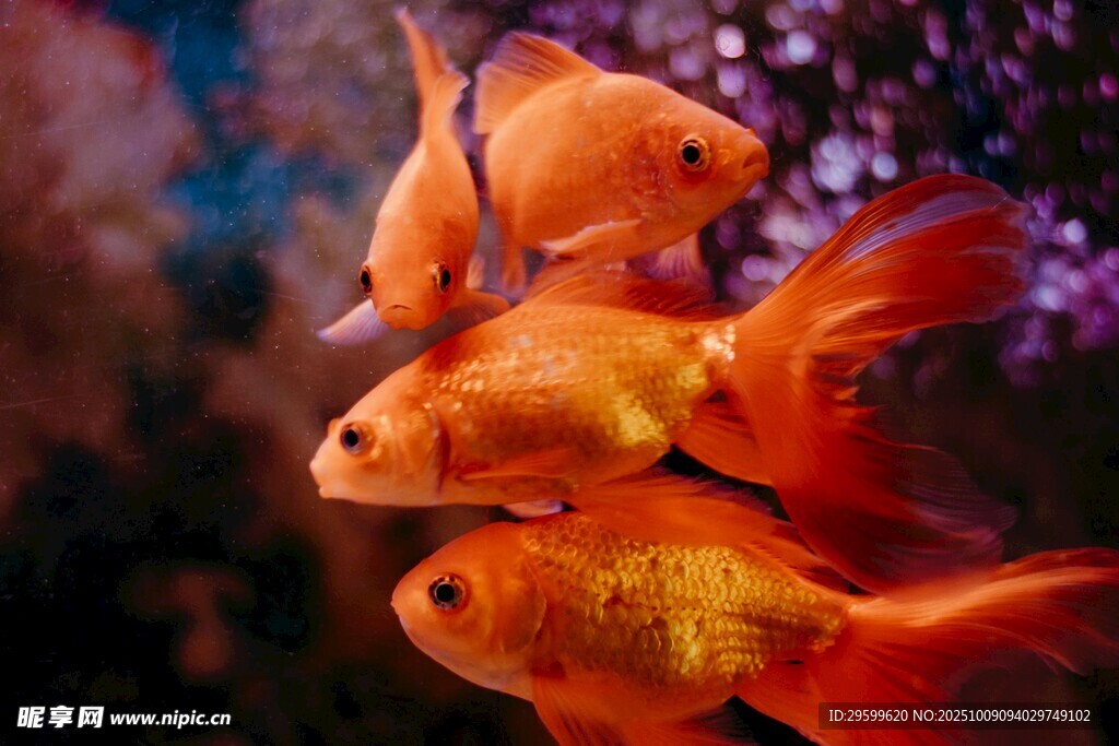靈動金魚水中游