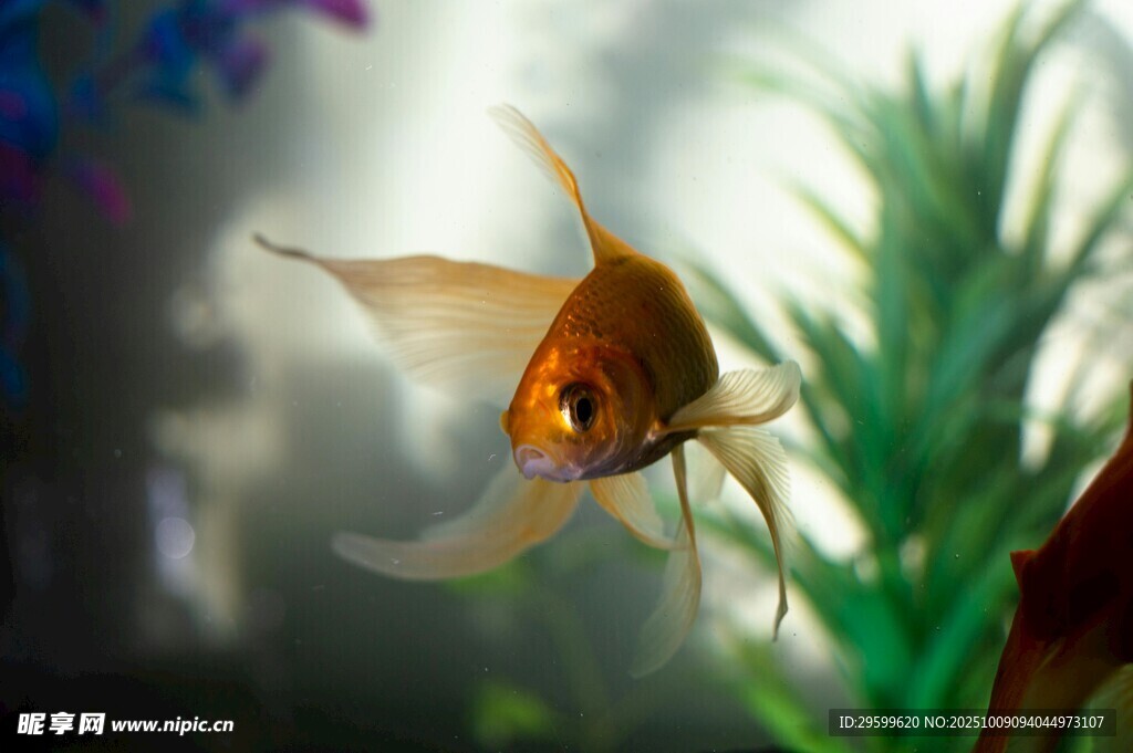 靈動金魚暢游于水草間