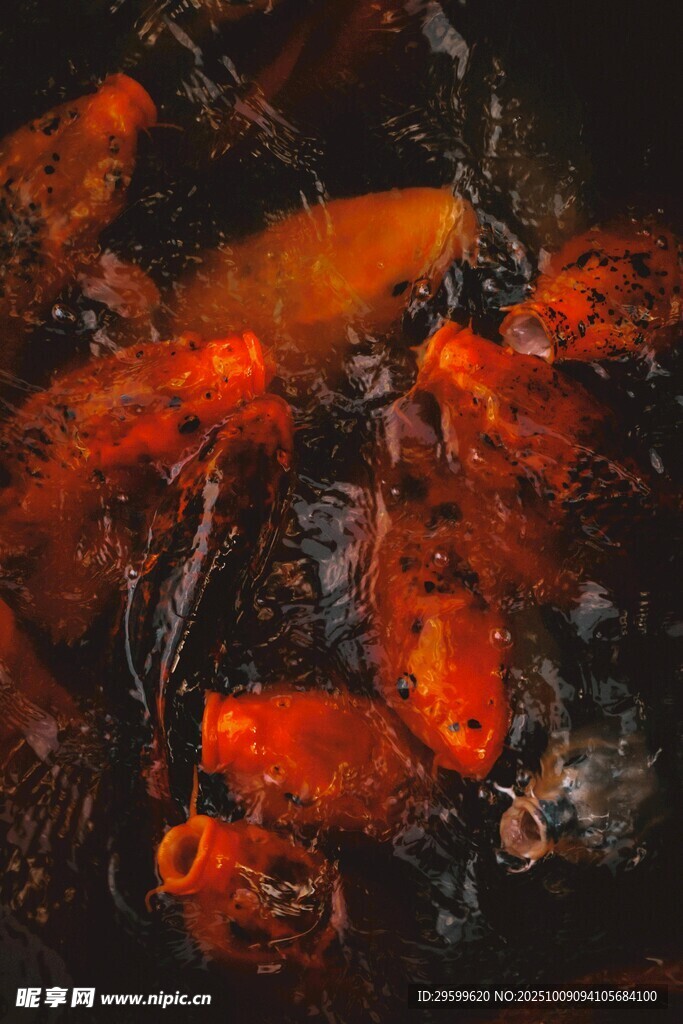 水中游動的鮮艷紅金魚