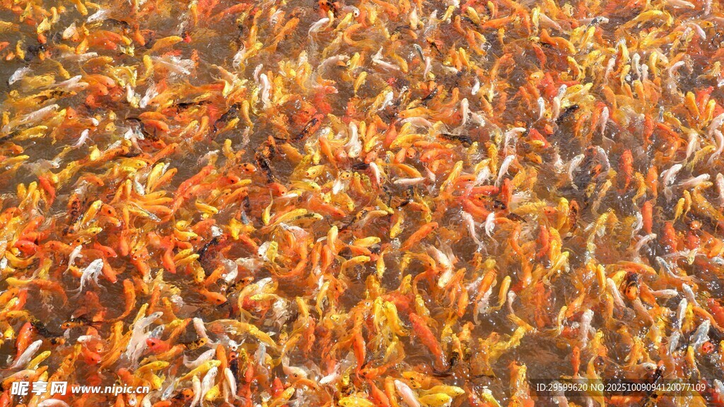 多彩金魚群