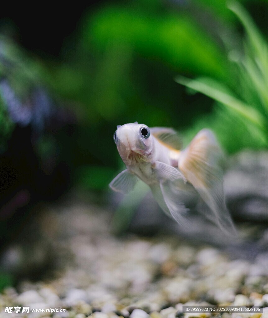 可愛小金魚在水中游動