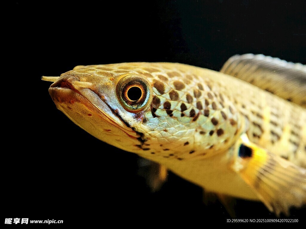 獨特斑紋的觀賞魚特寫