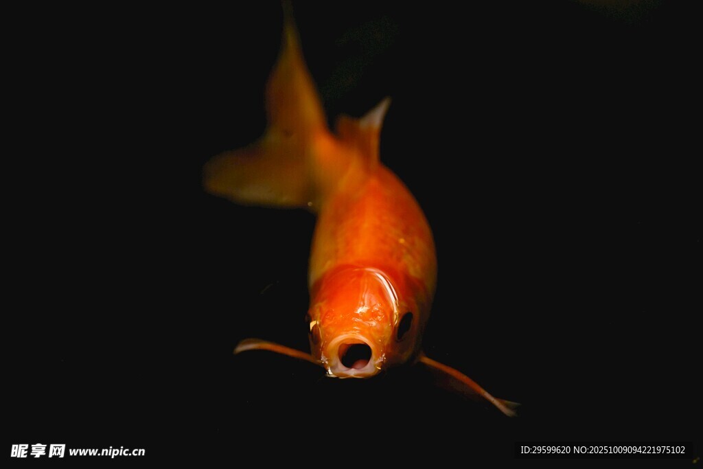 游動的橙紅色金魚