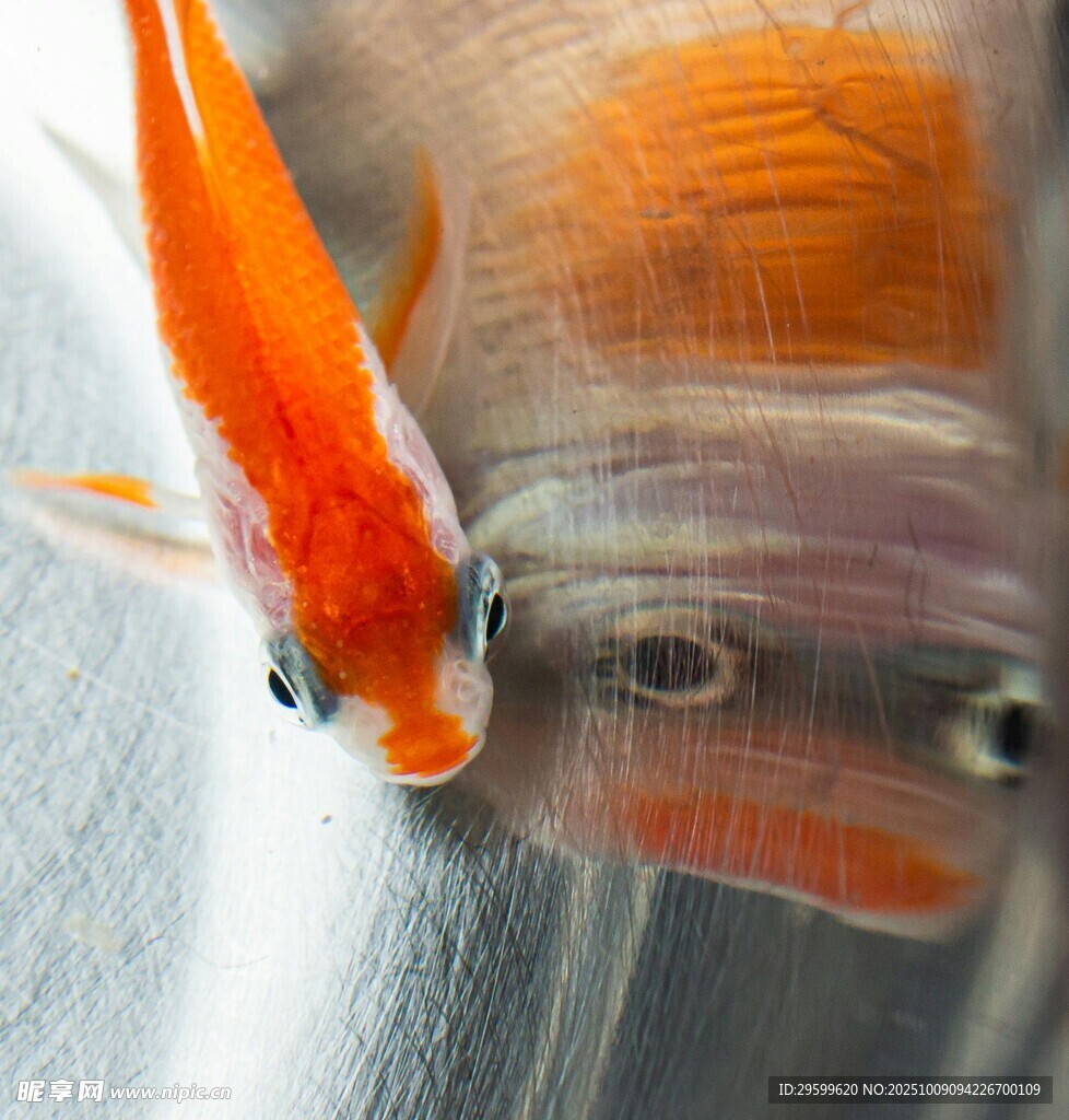 靈動(dòng)金魚特寫