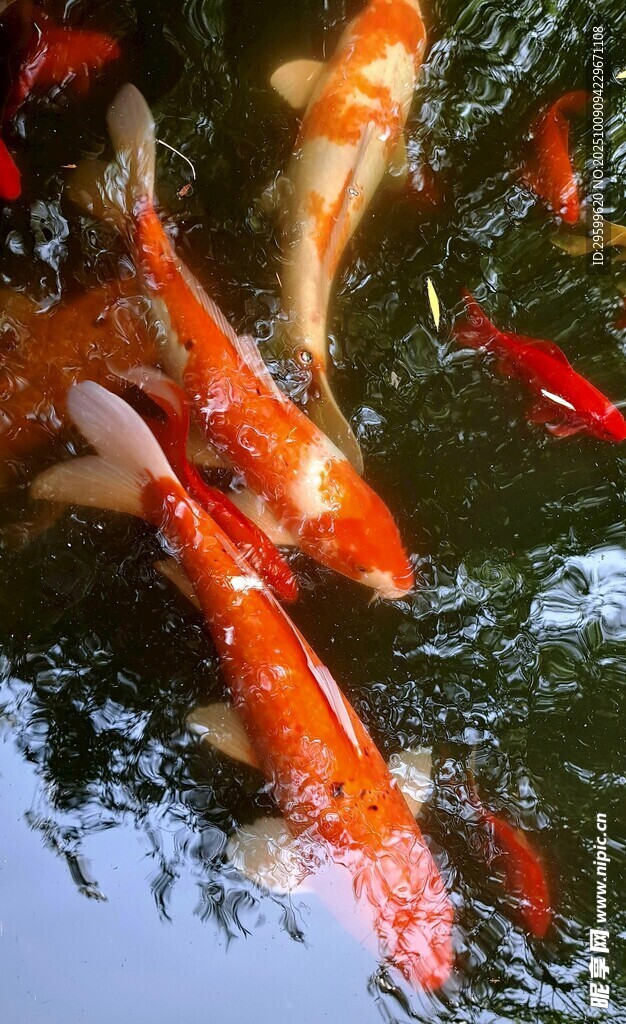 池塘中游動的多彩錦鯉