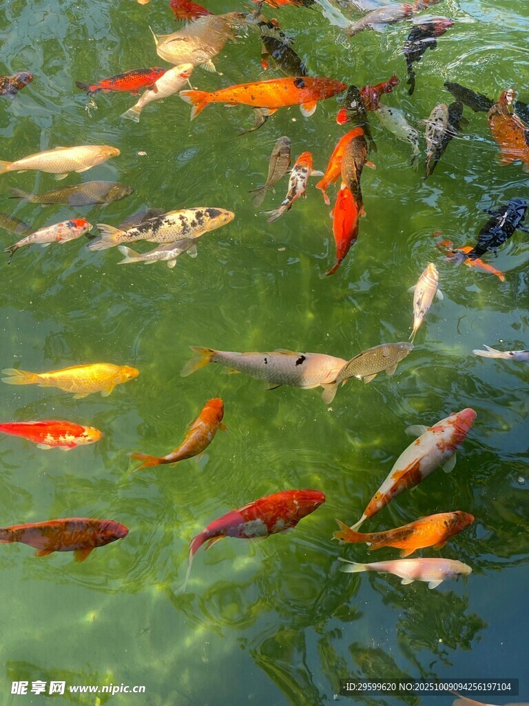 池塘中游動(dòng)的多彩金魚