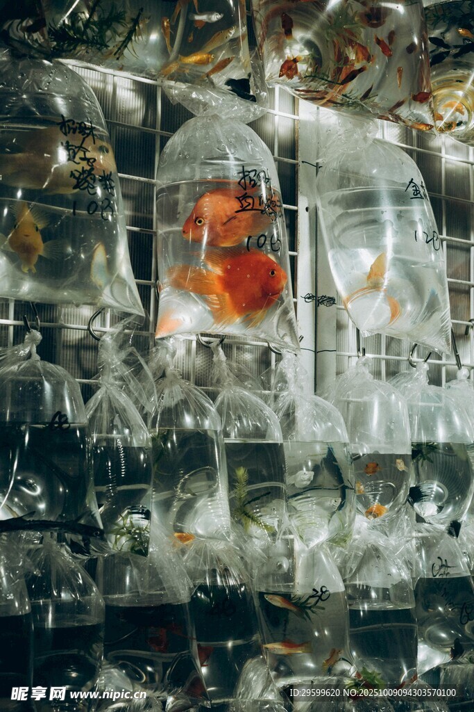 玻璃瓶中的多彩金魚