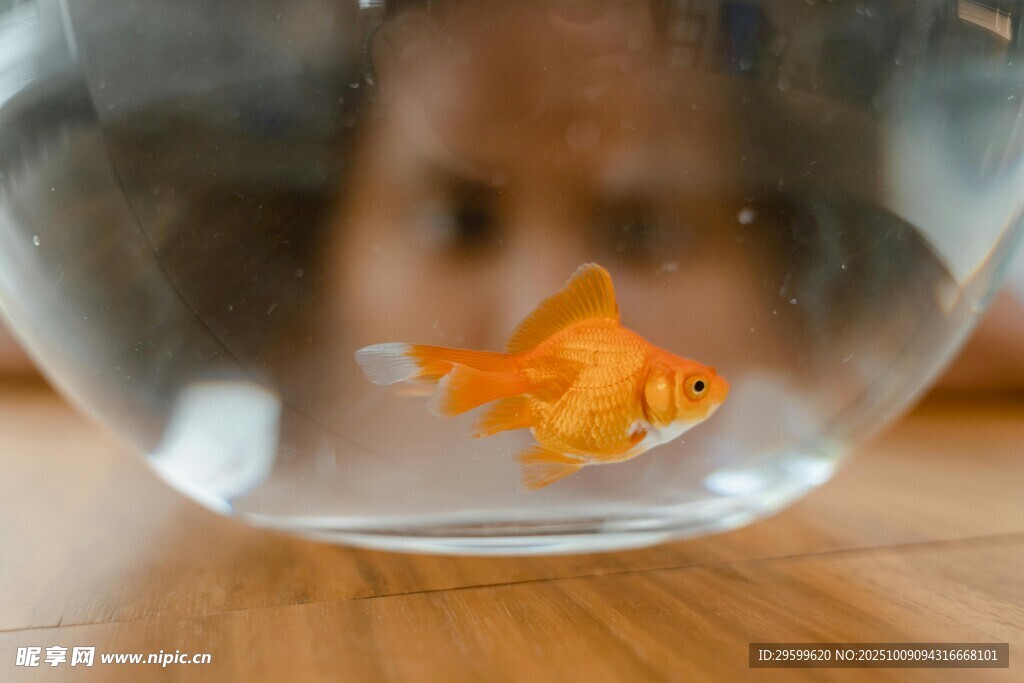 小孩注視玻璃缸中的金魚