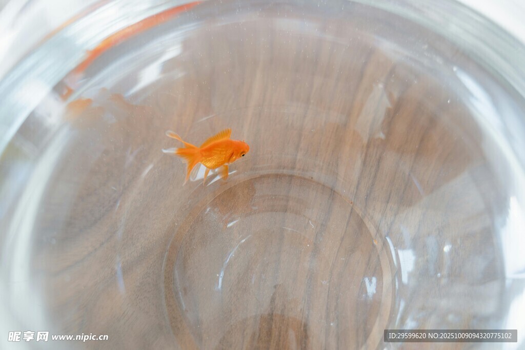 玻璃杯中橙色小魚
